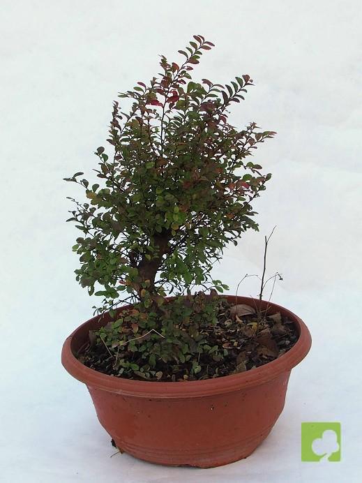 PREBONSAI OLMO PARVIFLORA PREBONSAI OLMO PARVIFLORA