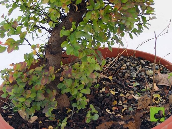 PREBONSAI OLMO PARVIFLORA PREBONSAI OLMO PARVIFLORA