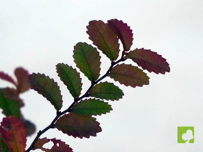 PREBONSAI OLMO PARVIFLORA PREBONSAI OLMO PARVIFLORA