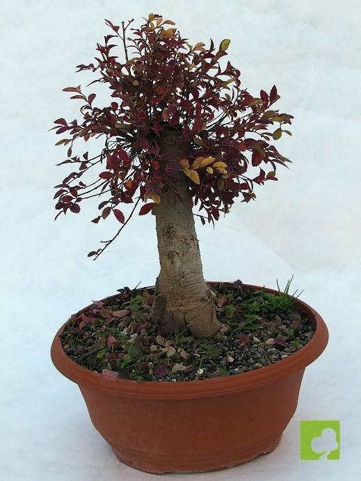 PREBONSAI OLMO PARVIFLORA PREBONSAI OLMO PARVIFLORA