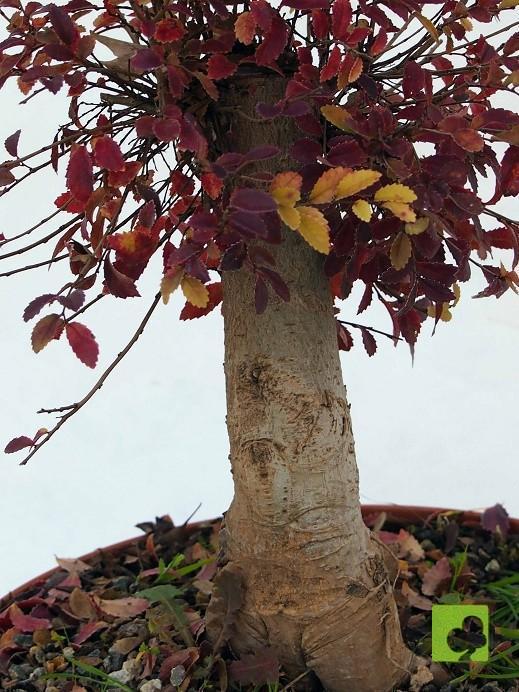 PREBONSAI OLMO PARVIFLORA PREBONSAI OLMO PARVIFLORA