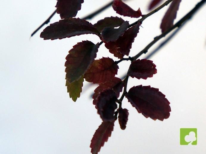 PREBONSAI OLMO PARVIFLORA PREBONSAI OLMO PARVIFLORA