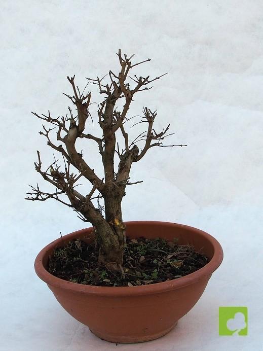 PREBONSAI GRANADO NEJIKAN PREBONSAI GRANADO NEJIKAN
