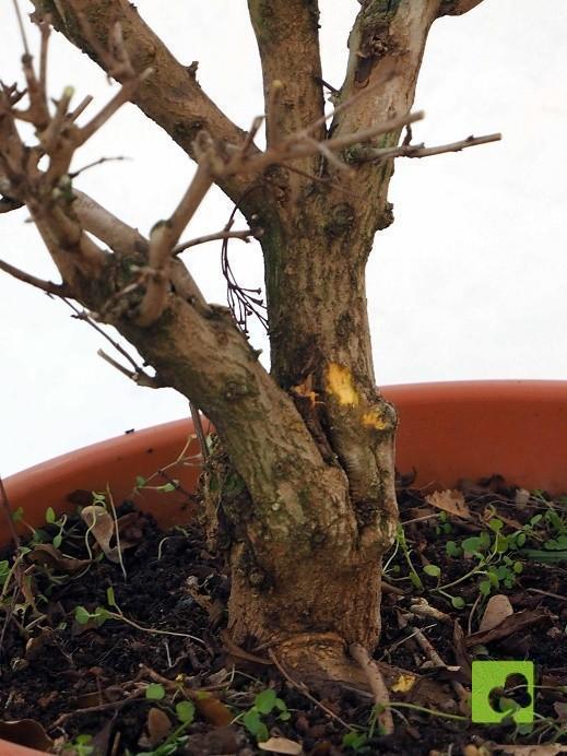 PREBONSAI GRANADO NEJIKAN PREBONSAI GRANADO NEJIKAN