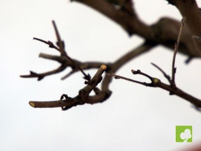 PREBONSAI GRANADO NEJIKAN PREBONSAI GRANADO NEJIKAN