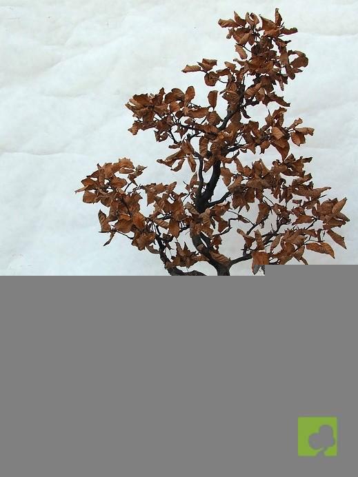 BONSAI DE HAYA BONSAI DE HAYA