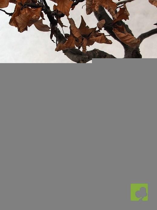 BONSAI DE HAYA BONSAI DE HAYA