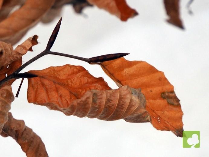 BONSAI DE HAYA BONSAI DE HAYA
