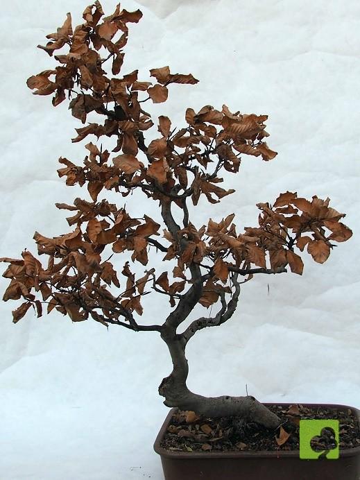 BONSAI DE HAYA BONSAI DE HAYA
