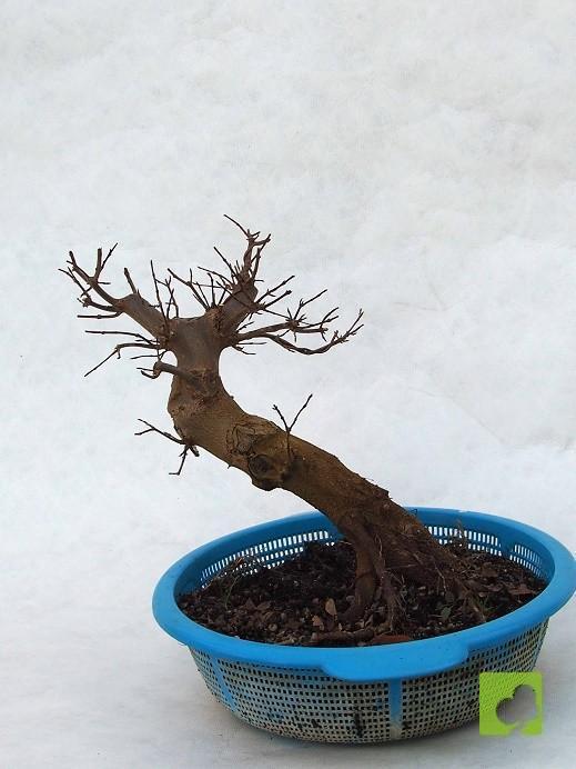 PREBONSAI ACER BEURGERIANO PREBONSAI ACER BEURGERIANO