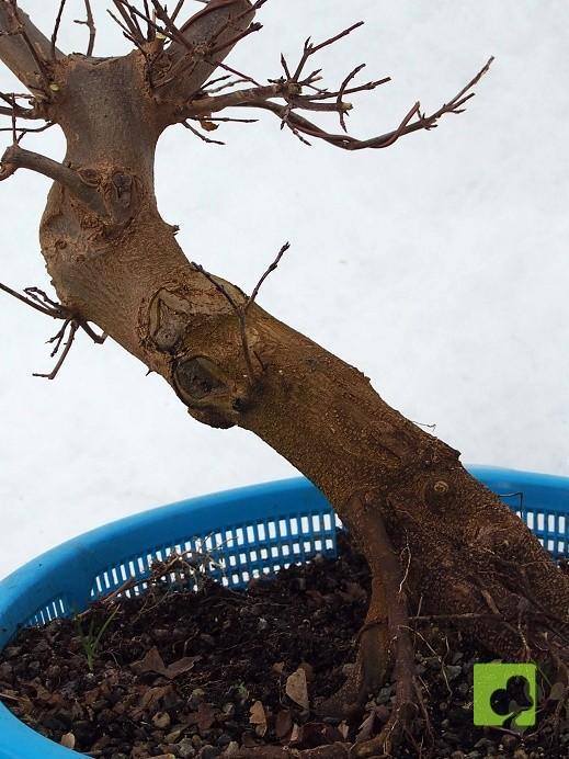 PREBONSAI ACER BEURGERIANO PREBONSAI ACER BEURGERIANO