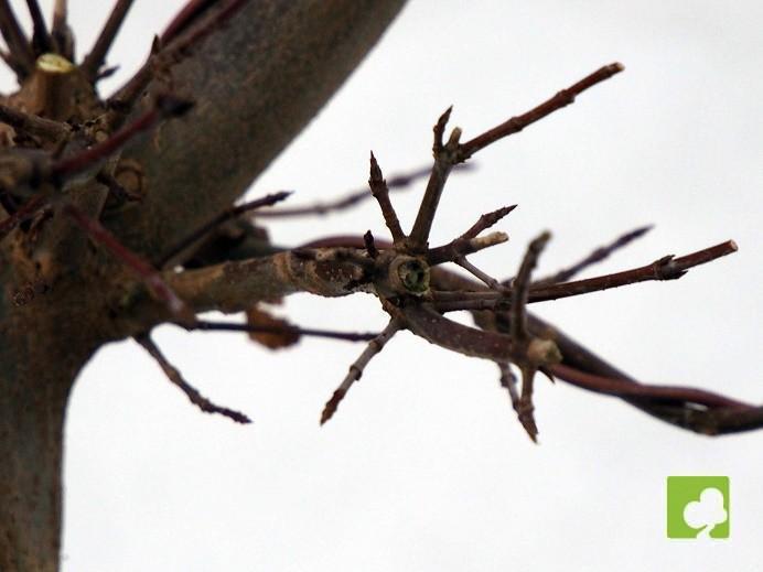 PREBONSAI ACER BEURGERIANO PREBONSAI ACER BEURGERIANO