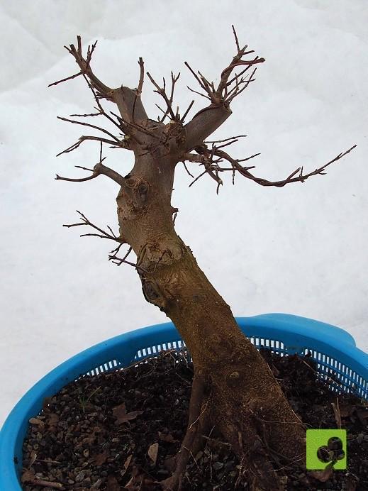 PREBONSAI ACER BEURGERIANO PREBONSAI ACER BEURGERIANO