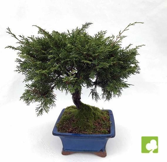 BONSAI JUNIPERIS CHINESIS ITOIGAWA BONSAI JUNIPERIS CHINESIS ITOIGAWA