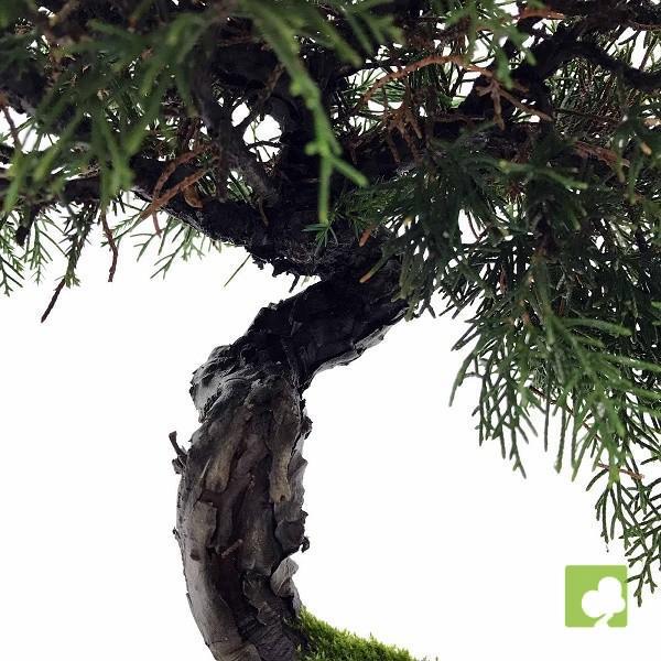 BONSAI JUNIPERIS CHINESIS ITOIGAWA BONSAI JUNIPERIS CHINESIS ITOIGAWA