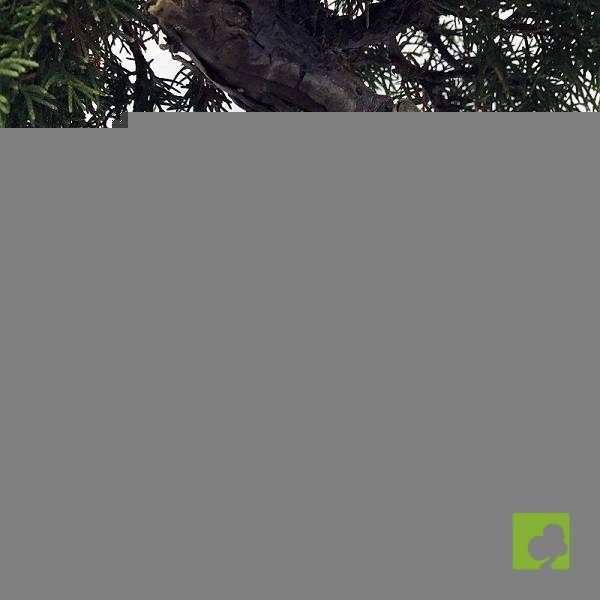 BONSAI JUNIPERIS CHINESIS ITOIGAWA BONSAI JUNIPERIS CHINESIS ITOIGAWA