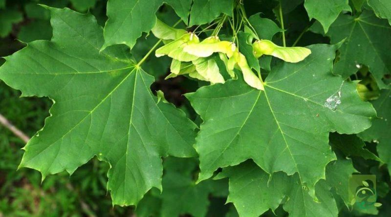 Coltivazione-Acero-riccio-800x445