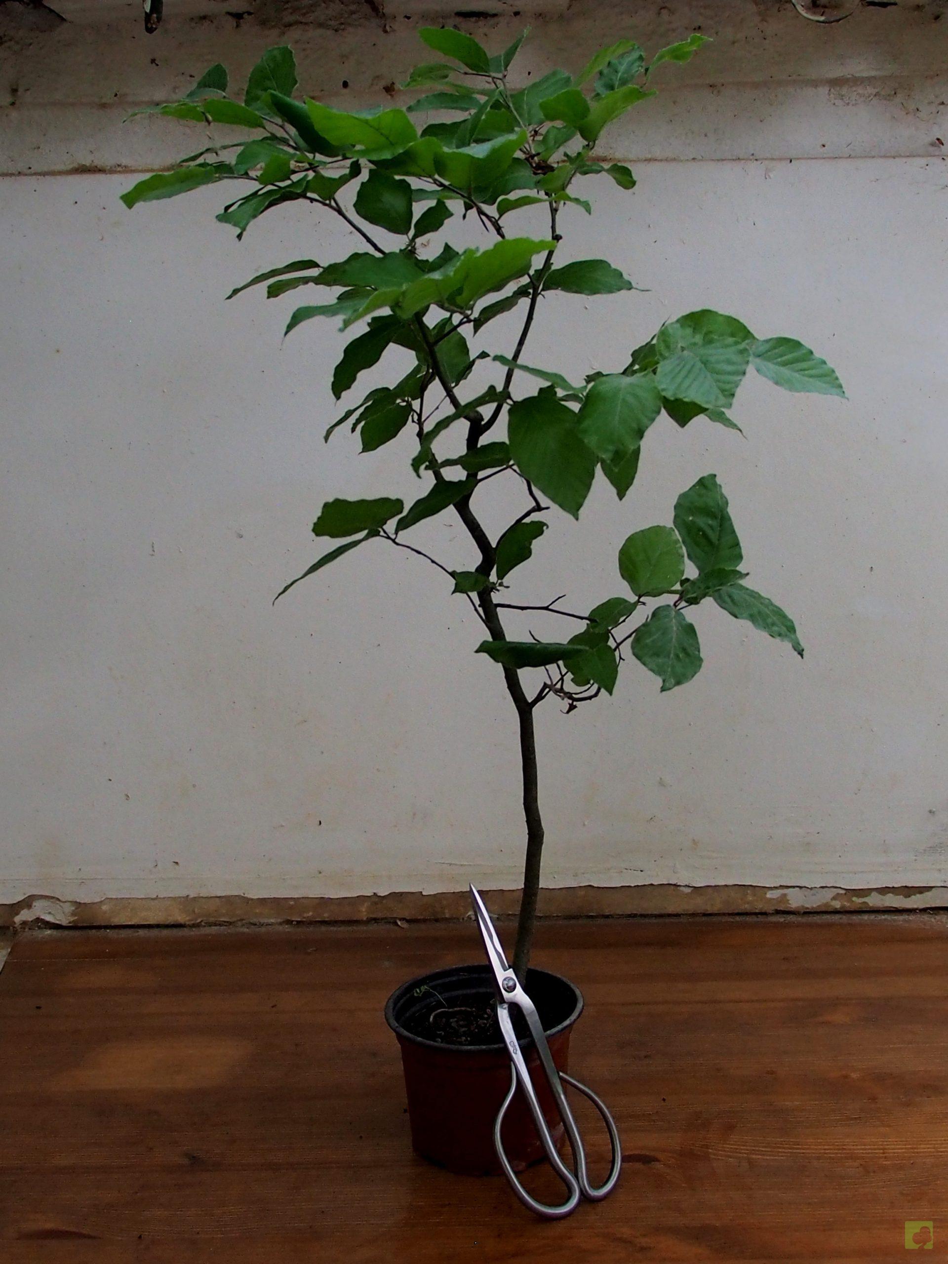 Processed with MOLDIV