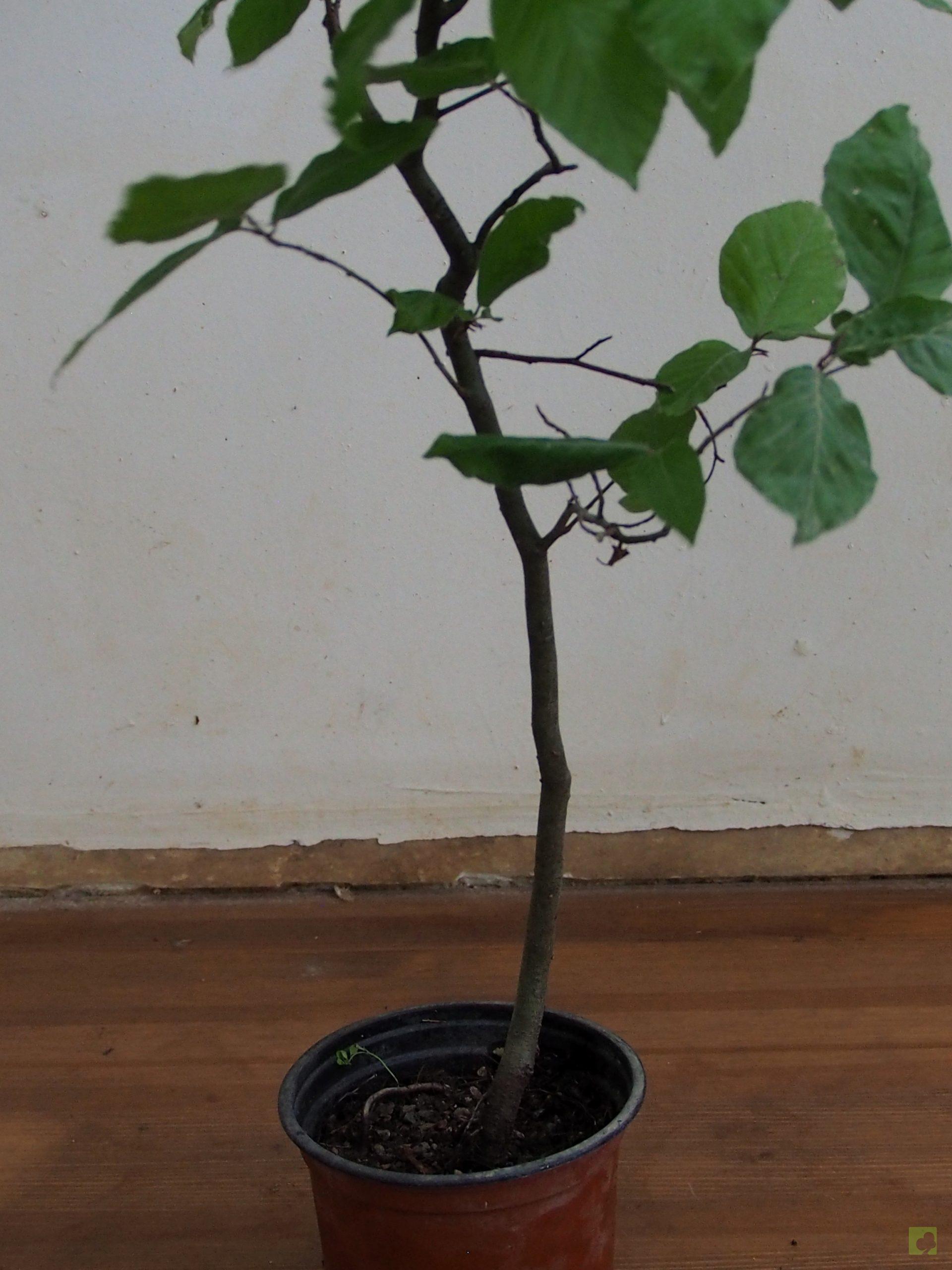 Processed with MOLDIV