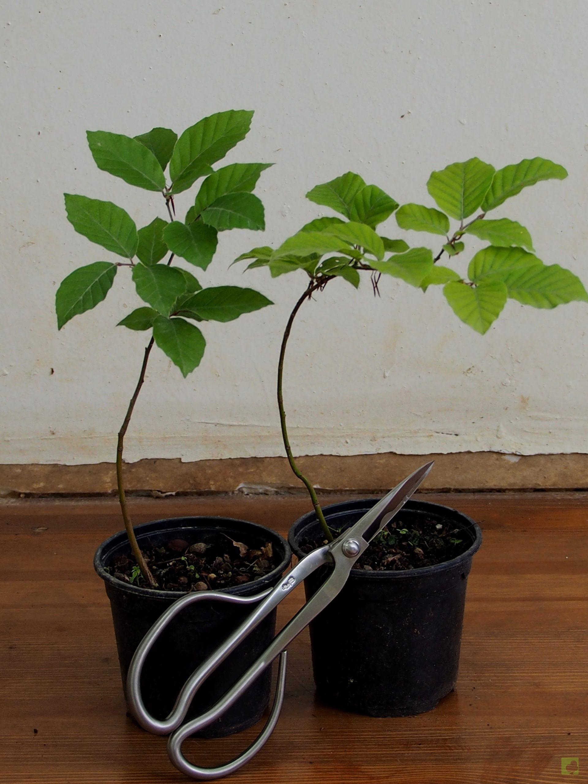 Processed with MOLDIV