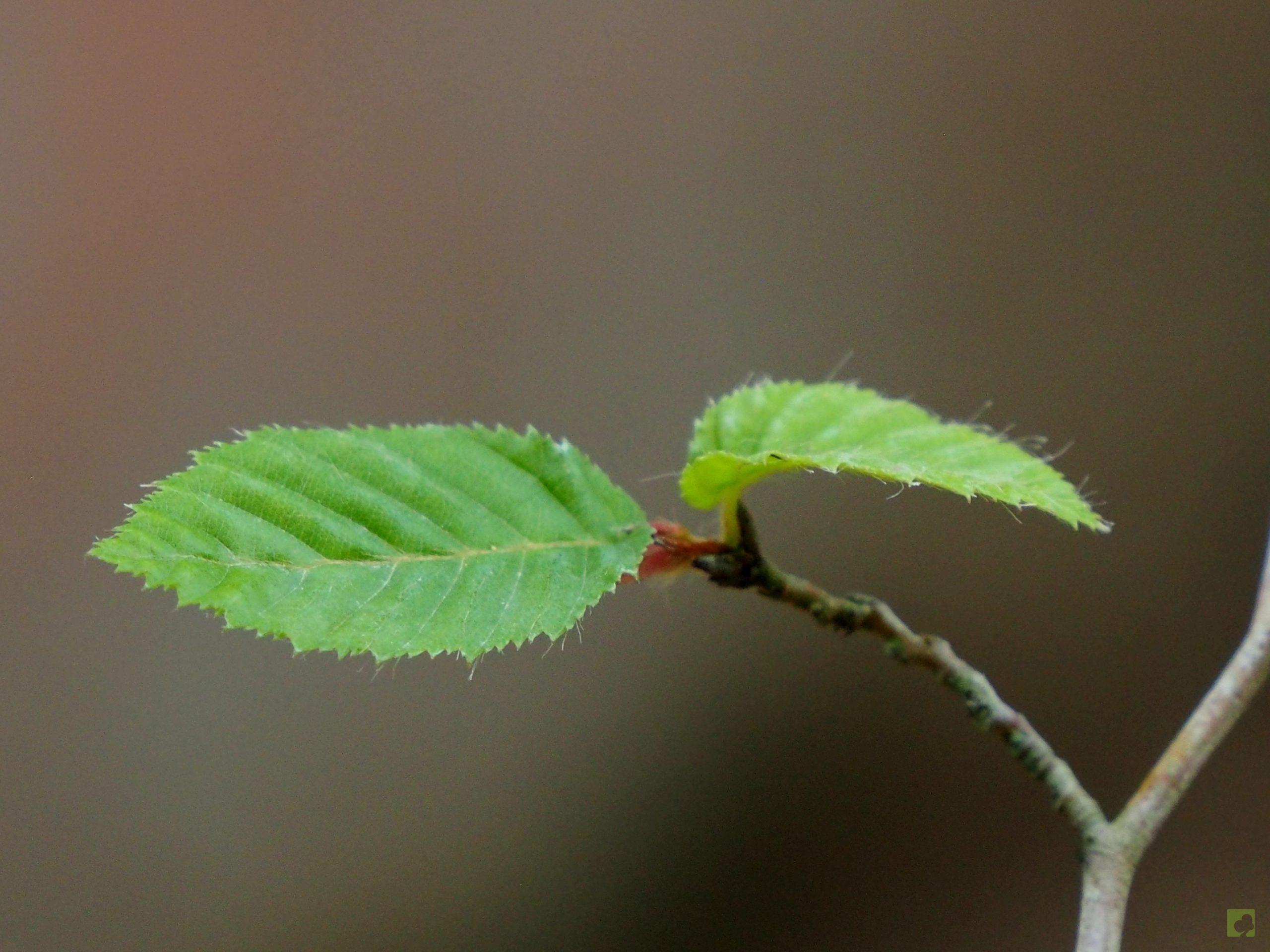 Processed with MOLDIV