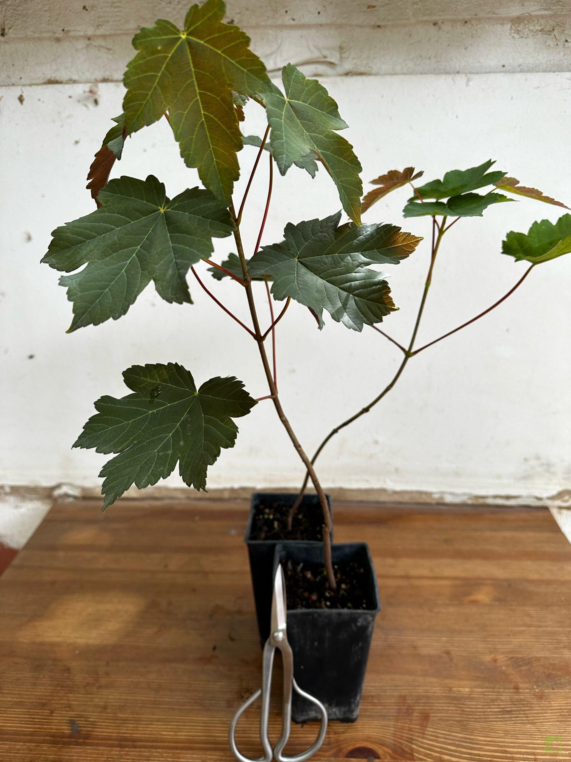 Processed with MOLDIV