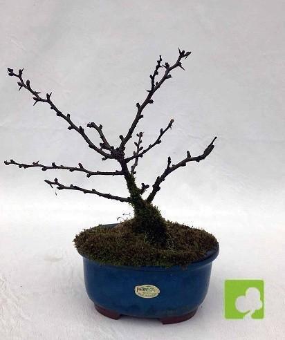 BONSAI CHAENOMELES CHOJUBAI BONSAI CHAENOMELES CHOJUBAI