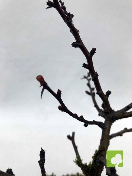 BONSAI CHAENOMELES CHOJUBAI BONSAI CHAENOMELES CHOJUBAI