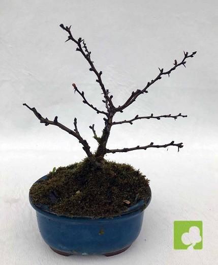 BONSAI CHAENOMELES CHOJUBAI BONSAI CHAENOMELES CHOJUBAI