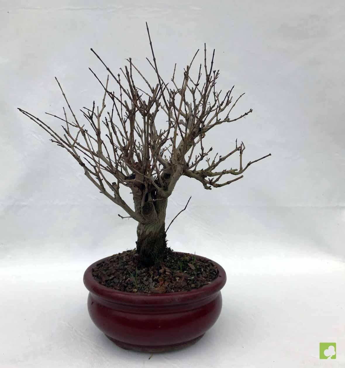 BONSAI GRANADO NEJIKAN BONSAI GRANADO NEJIKAN