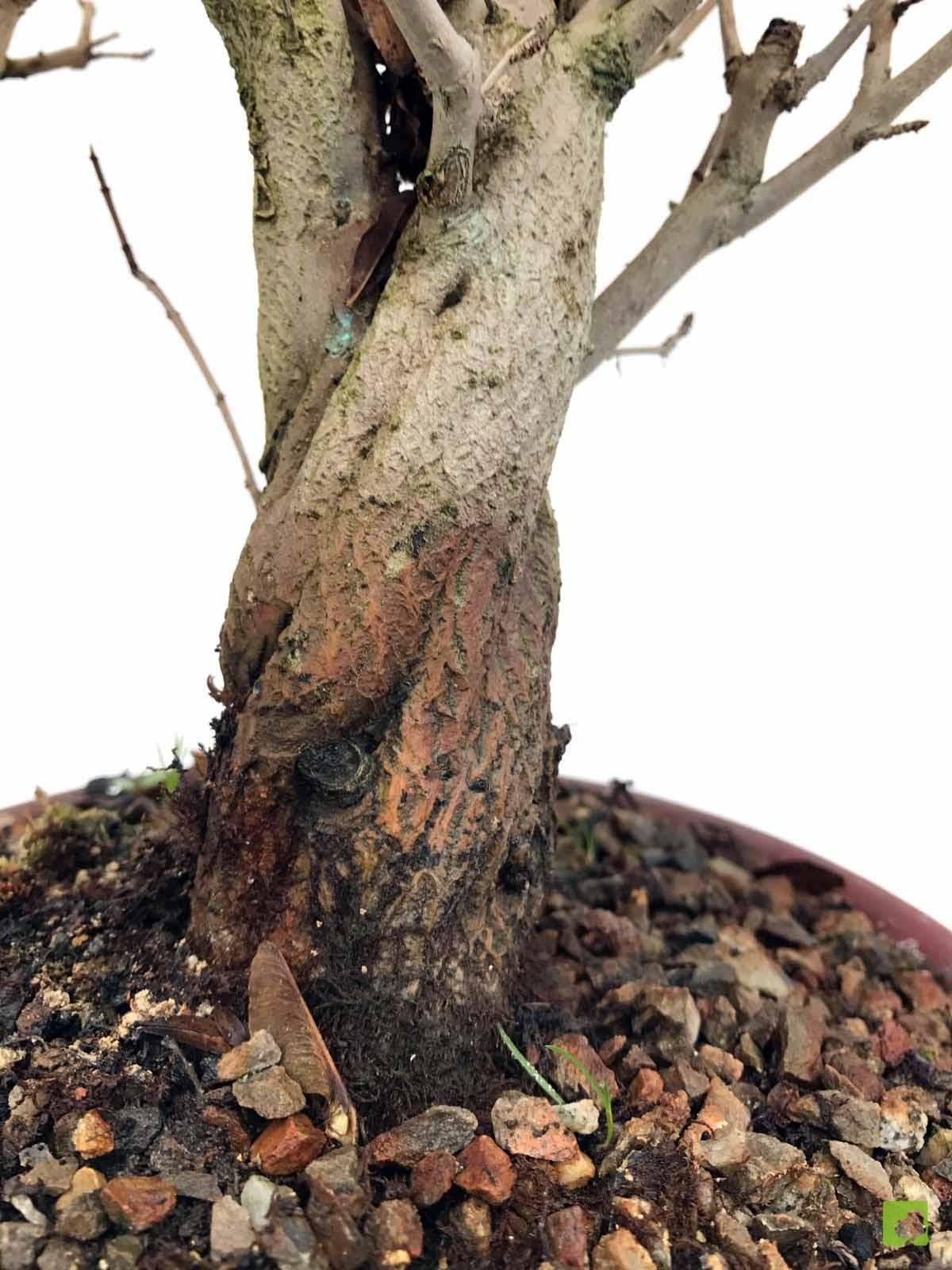 BONSAI GRANADO NEJIKAN BONSAI GRANADO NEJIKAN