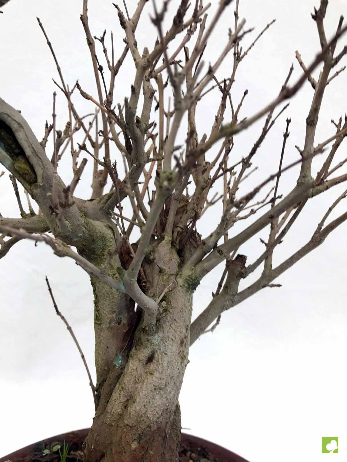 BONSAI GRANADO NEJIKAN BONSAI GRANADO NEJIKAN
