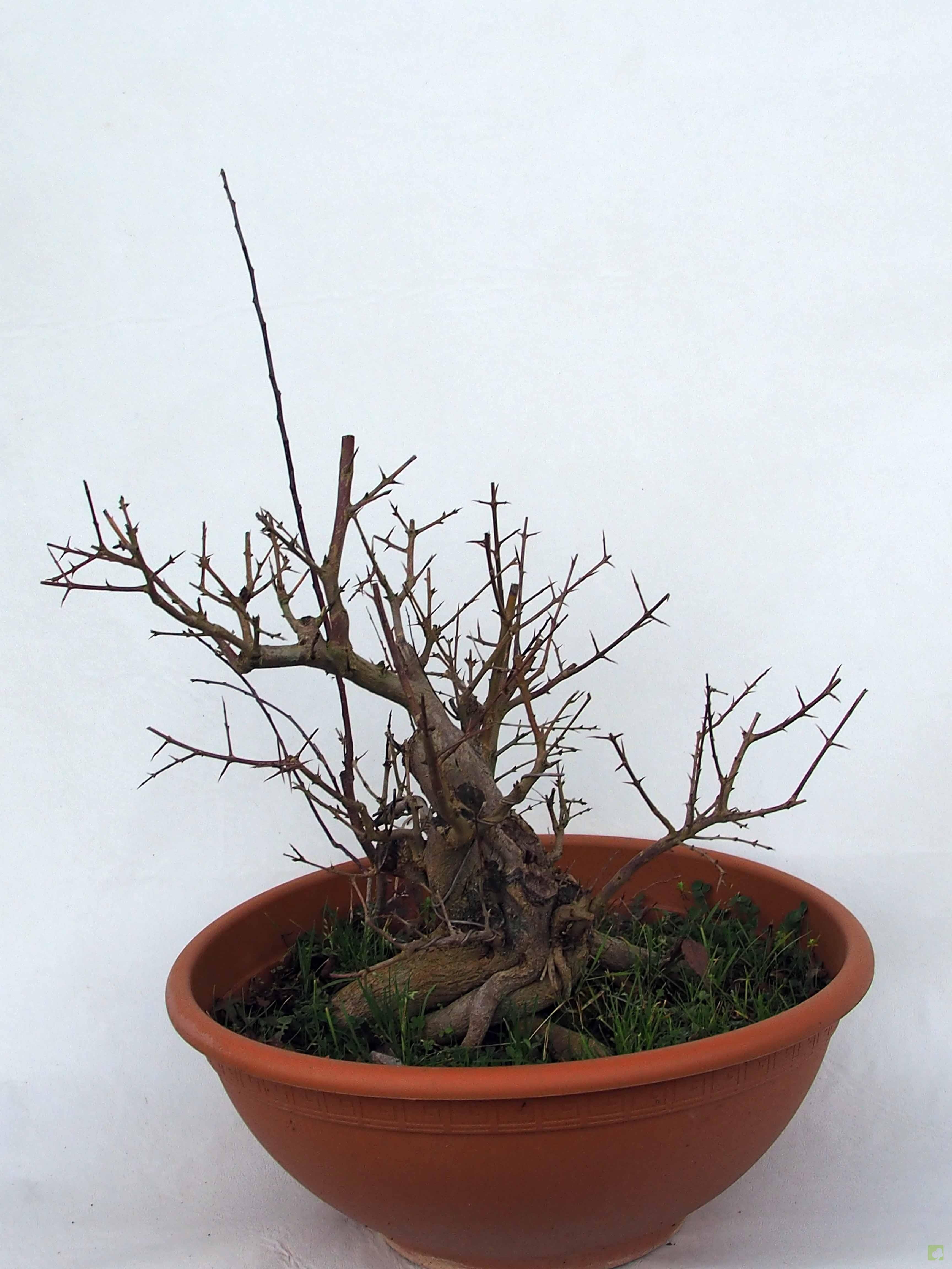 PREBONSAI GRANADO NEJIKAN PREBONSAI GRANADO NEJIKAN