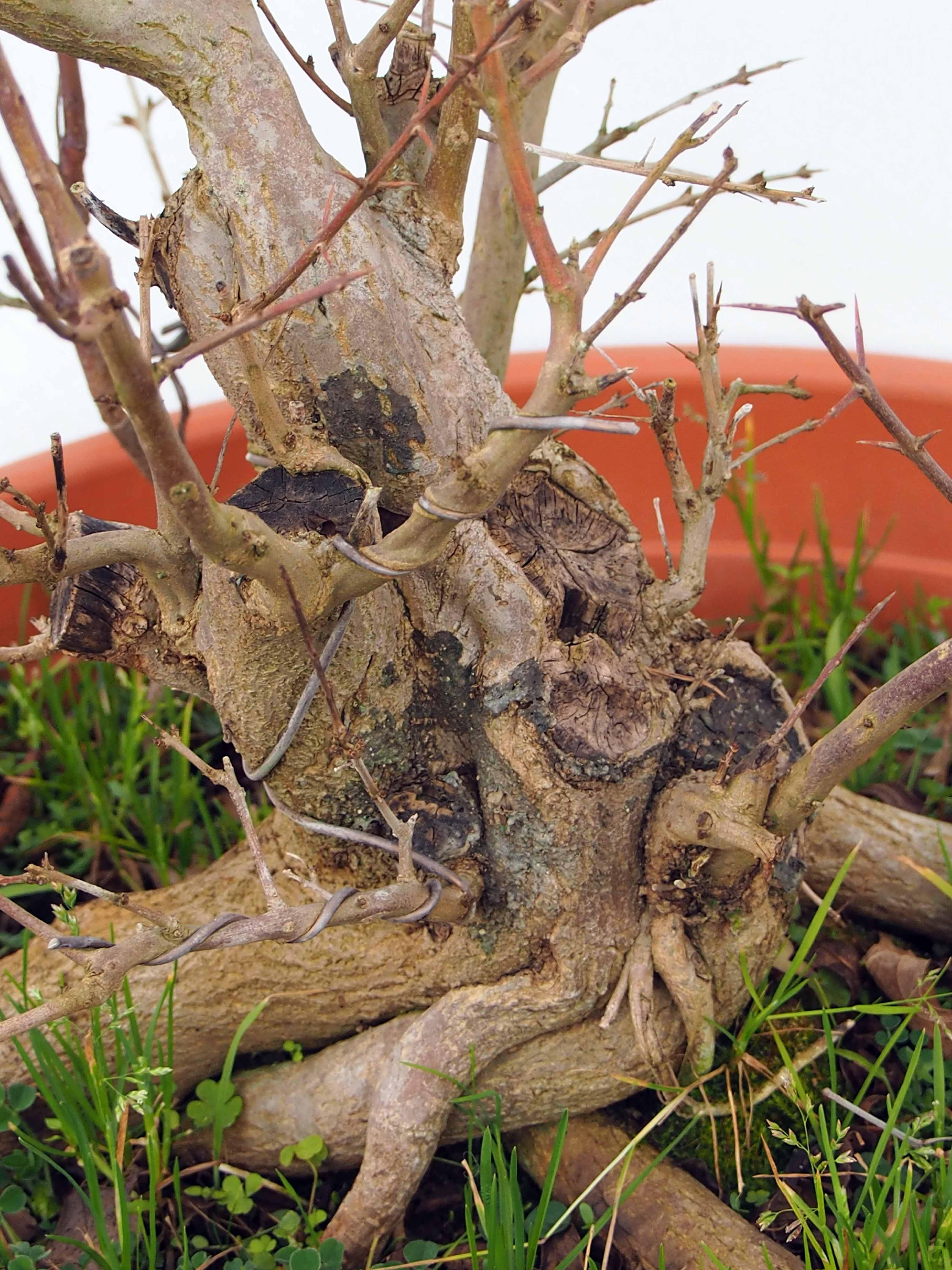 PREBONSAI GRANADO NEJIKAN PREBONSAI GRANADO NEJIKAN