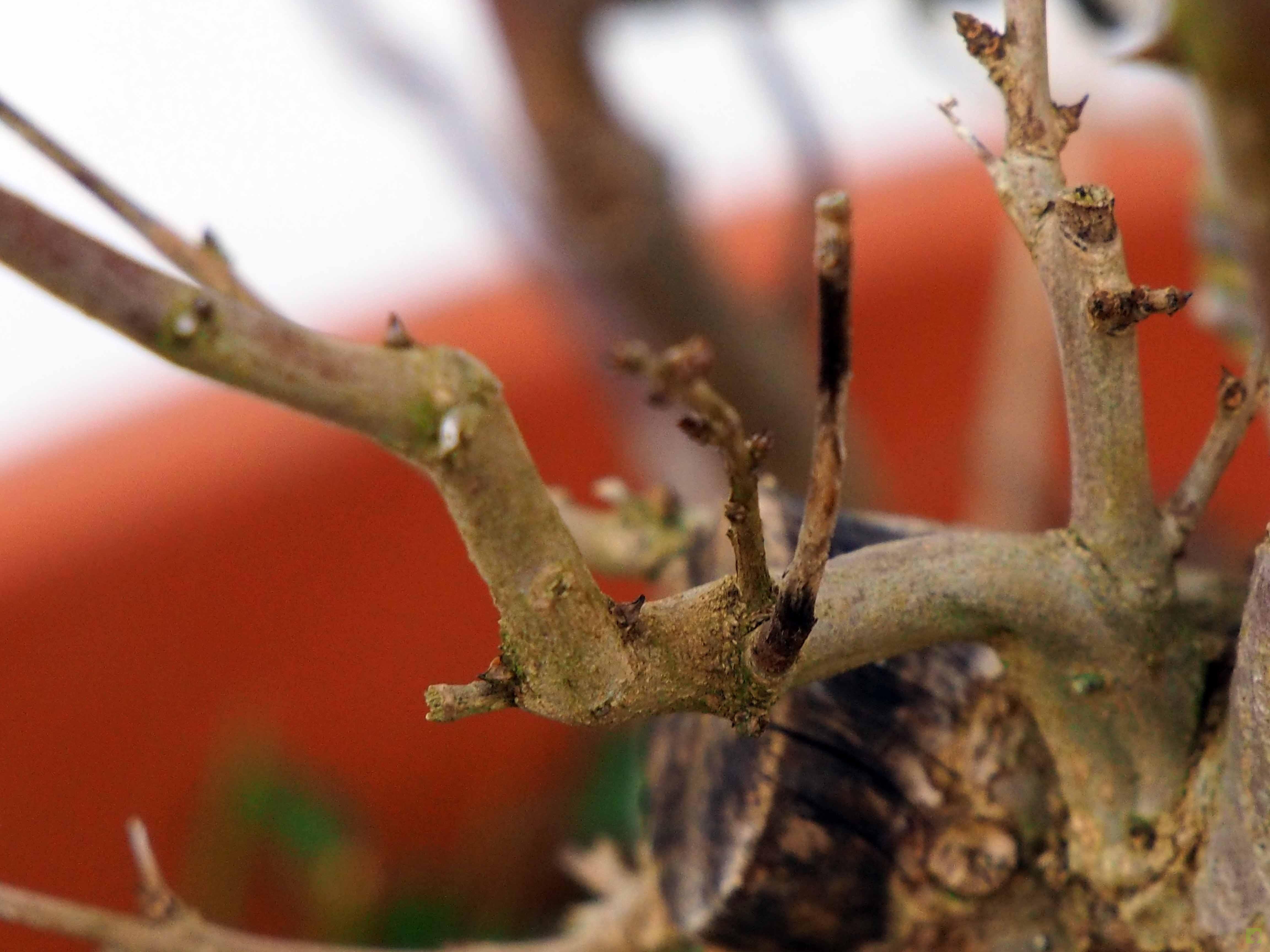PREBONSAI GRANADO NEJIKAN PREBONSAI GRANADO NEJIKAN