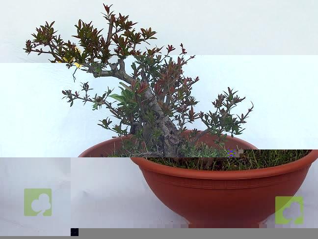 PREBONSAI GRANADO NEJIKAN PREBONSAI GRANADO NEJIKAN