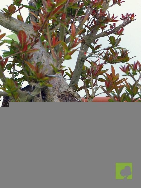 PREBONSAI GRANADO NEJIKAN PREBONSAI GRANADO NEJIKAN