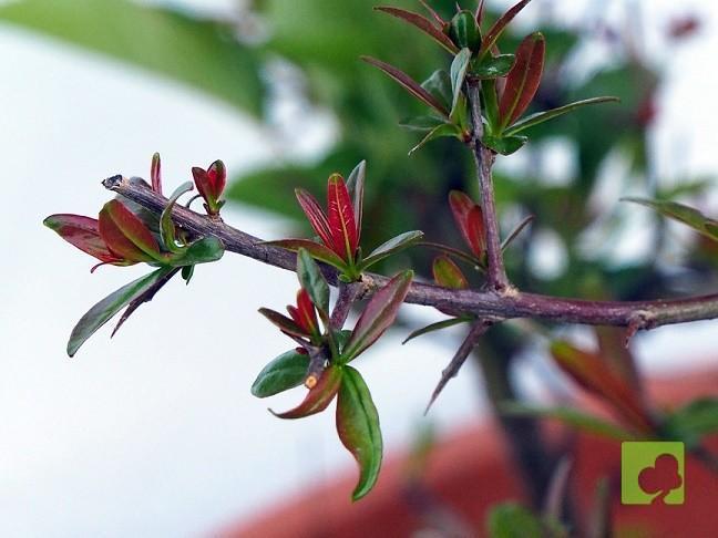 PREBONSAI GRANADO NEJIKAN PREBONSAI GRANADO NEJIKAN