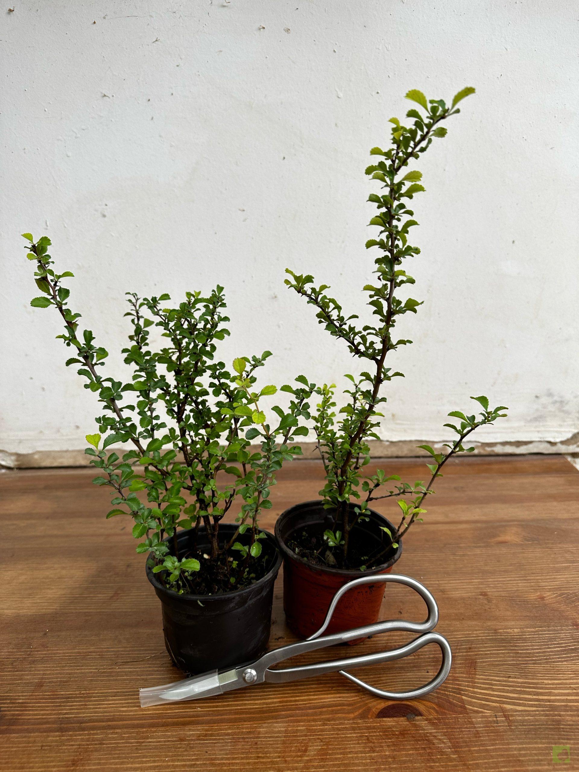 Processed with MOLDIV