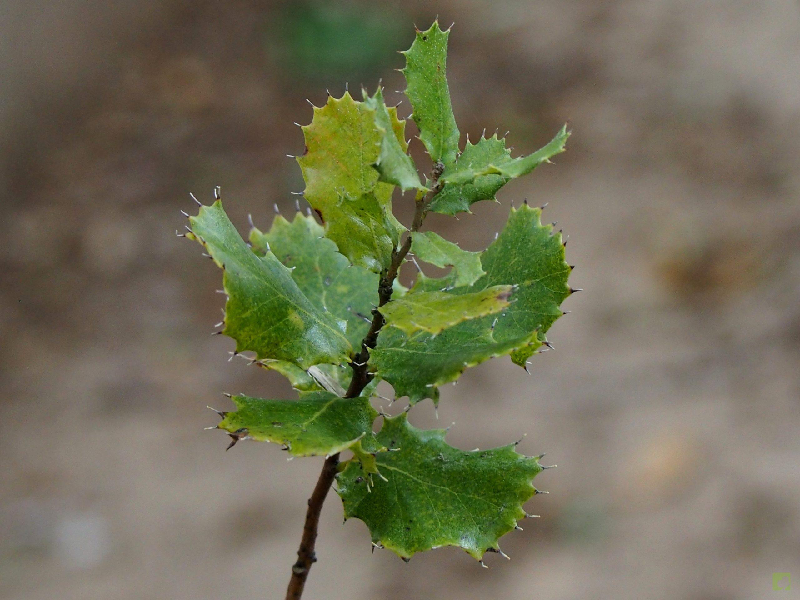 Processed with MOLDIV