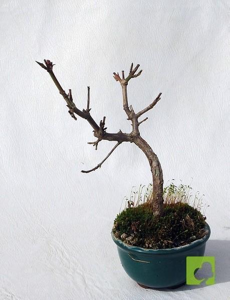 MAME CORNUS MAME CORNUS