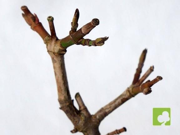 MAME CORNUS MAME CORNUS