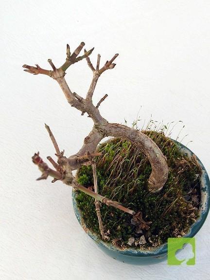 MAME CORNUS MAME CORNUS