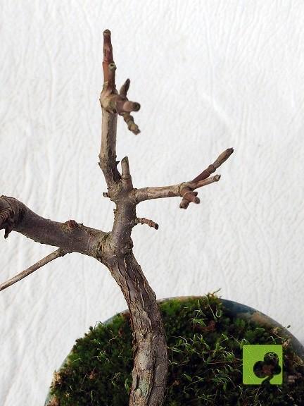 MAME CORNUS MAME CORNUS