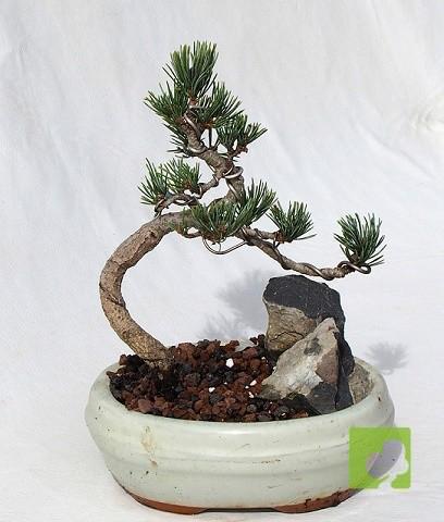 MAME PINO PENTHAPHYLLA MAME PINO PENTHAPHYLLA