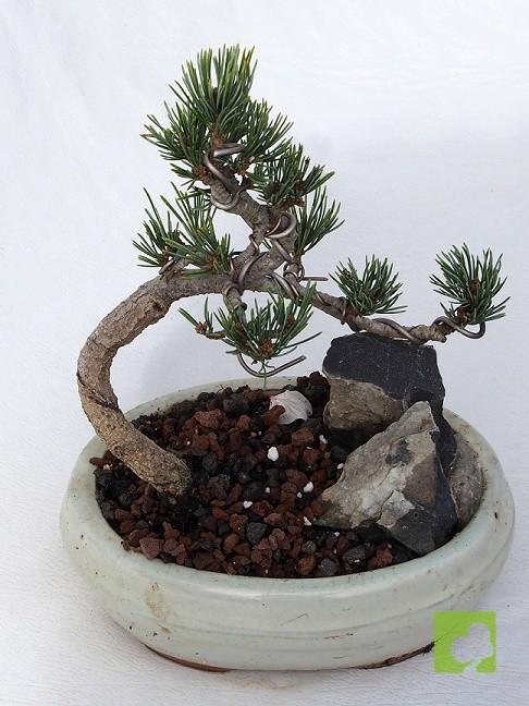 MAME PINO PENTHAPHYLLA MAME PINO PENTHAPHYLLA