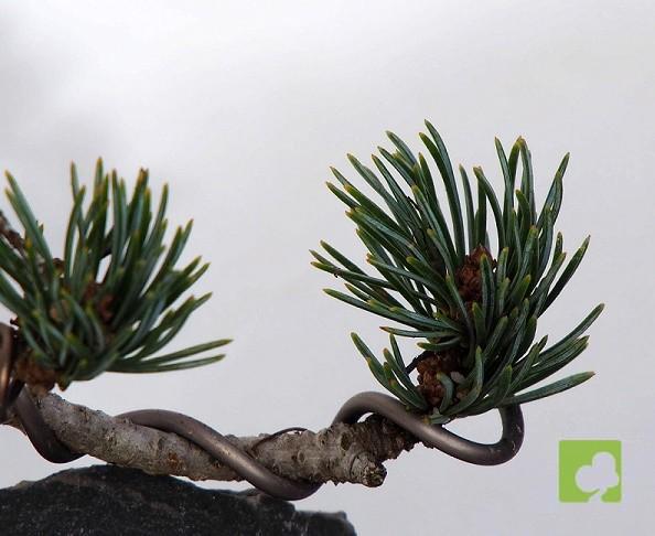 MAME PINO PENTHAPHYLLA MAME PINO PENTHAPHYLLA