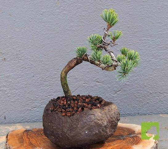 MAME PINO PENTHAPHYLLA MAME PINO PENTHAPHYLLA