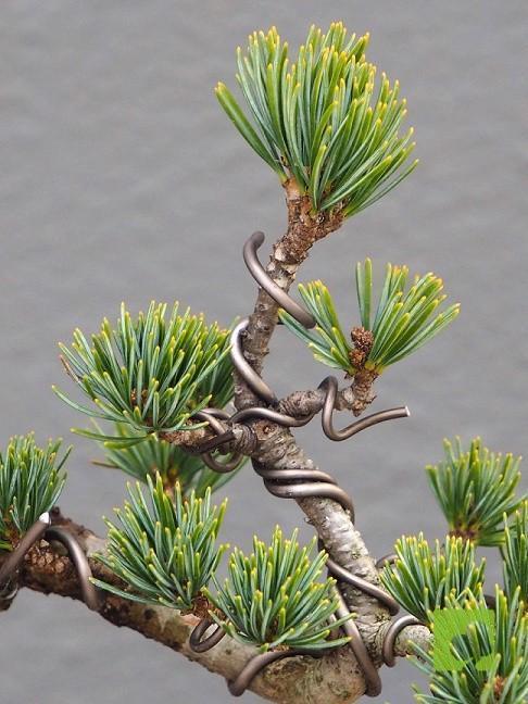 MAME PINO PENTHAPHYLLA MAME PINO PENTHAPHYLLA