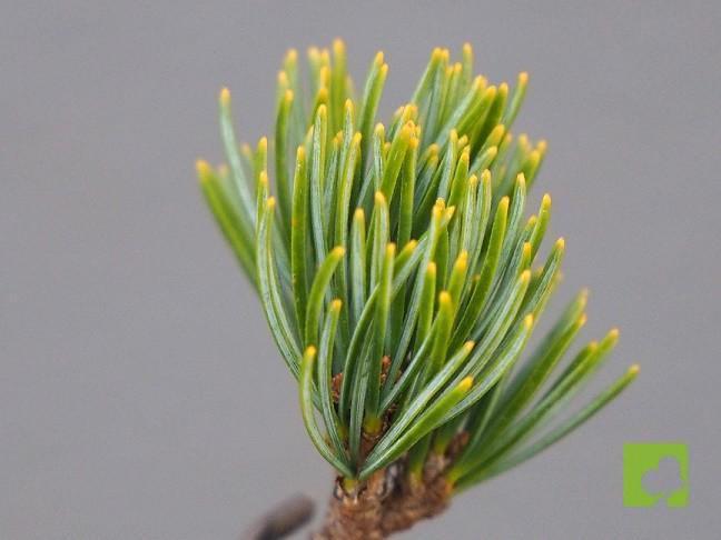 MAME PINO PENTHAPHYLLA MAME PINO PENTHAPHYLLA